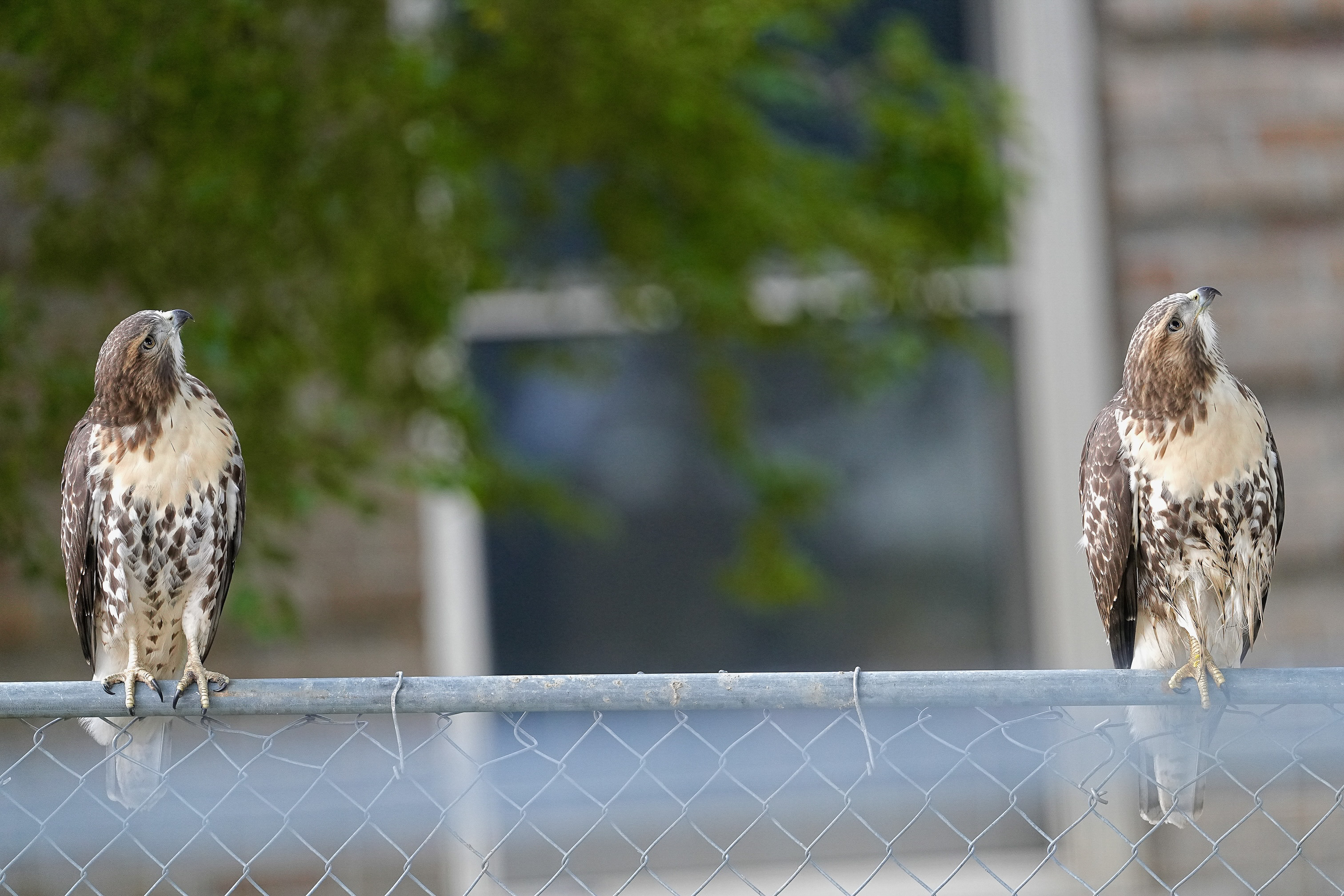 Red-tailed Hawks O1 and O2